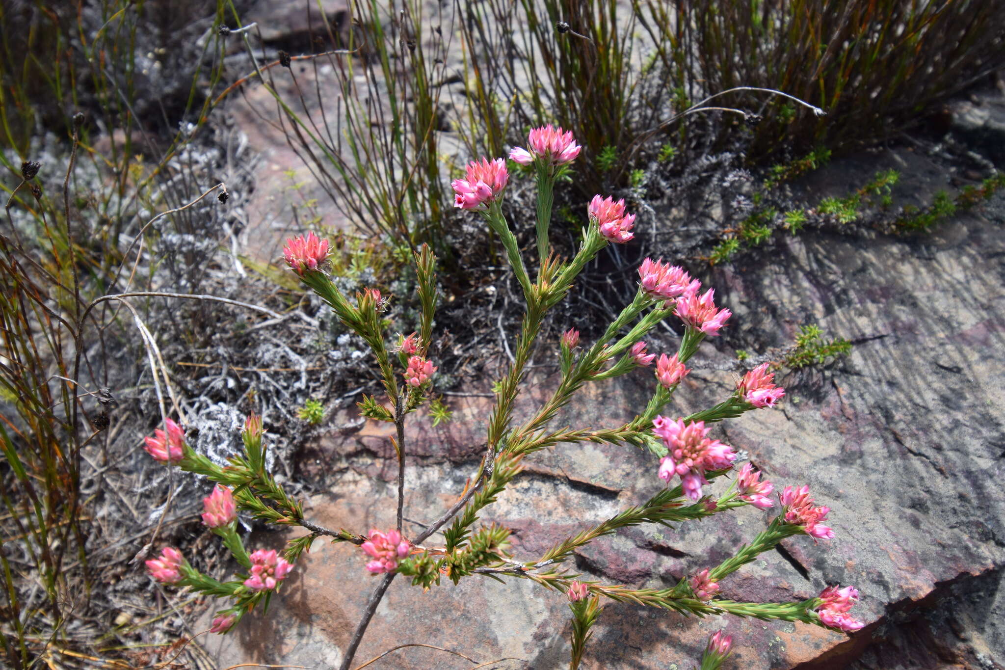 Image of Erica taxifolia