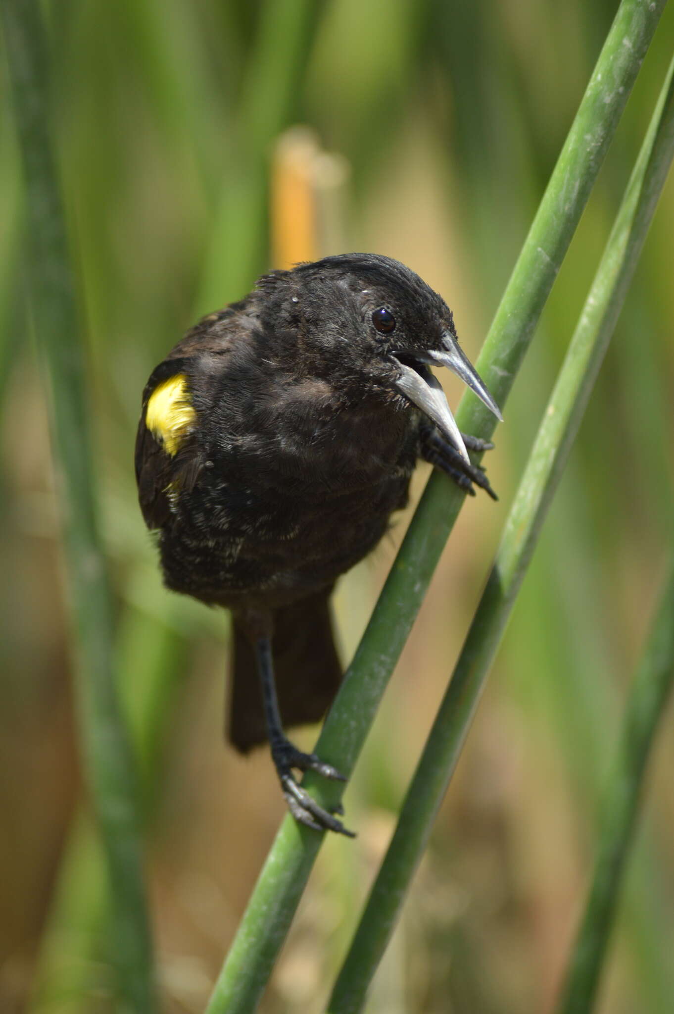 Image of Yellow-winged Blackbird