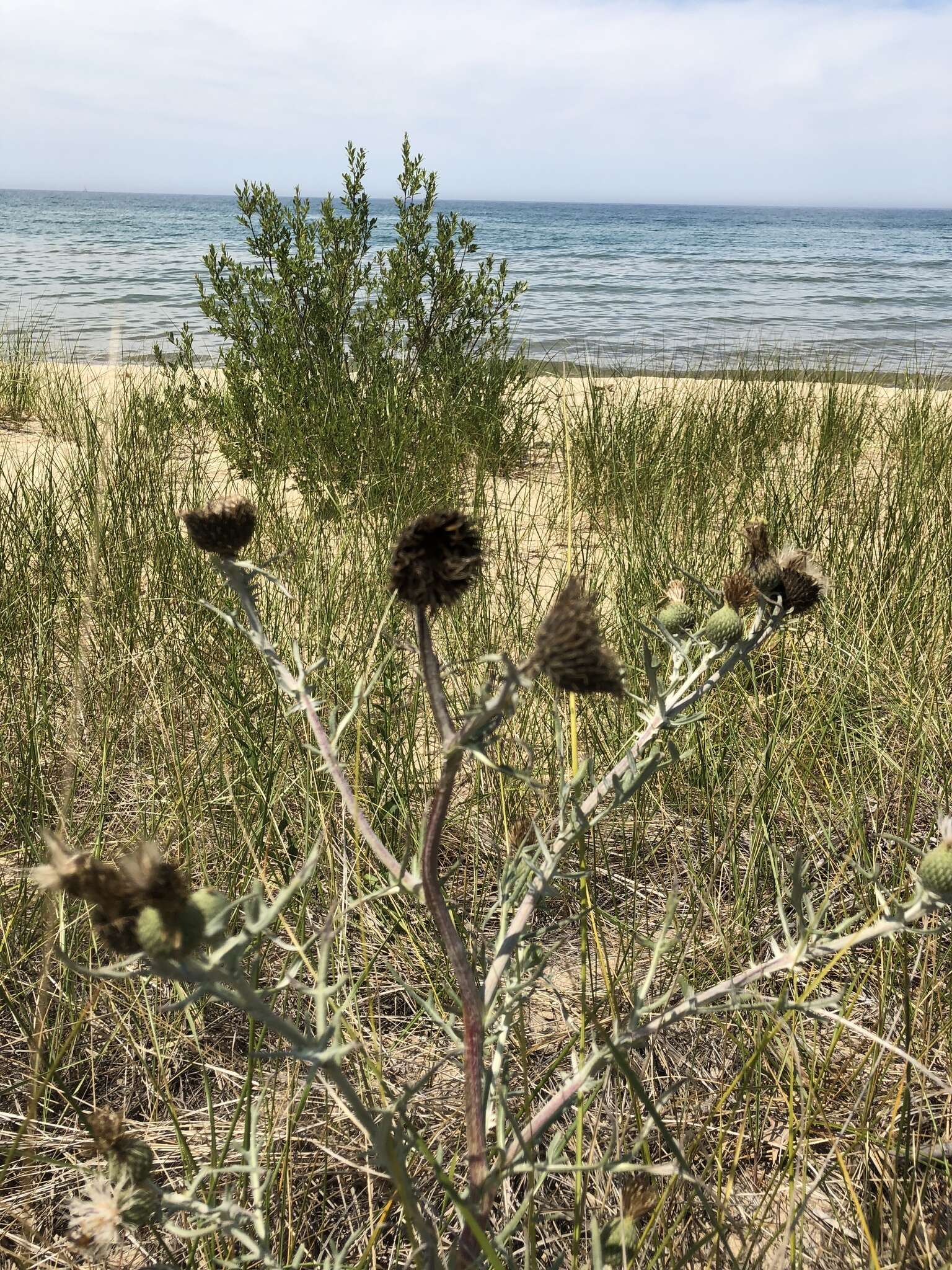 Imagem de Cirsium pitcheri (Torr. ex Eaton) Torr. & A. Gray