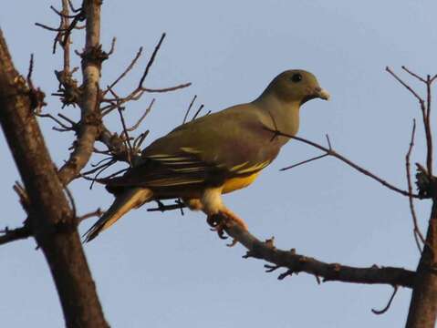 Image of Bruce's Green-Pigeon