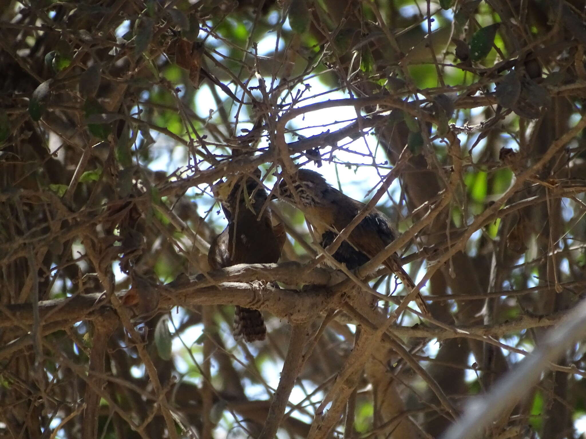 Image of Happy Wren