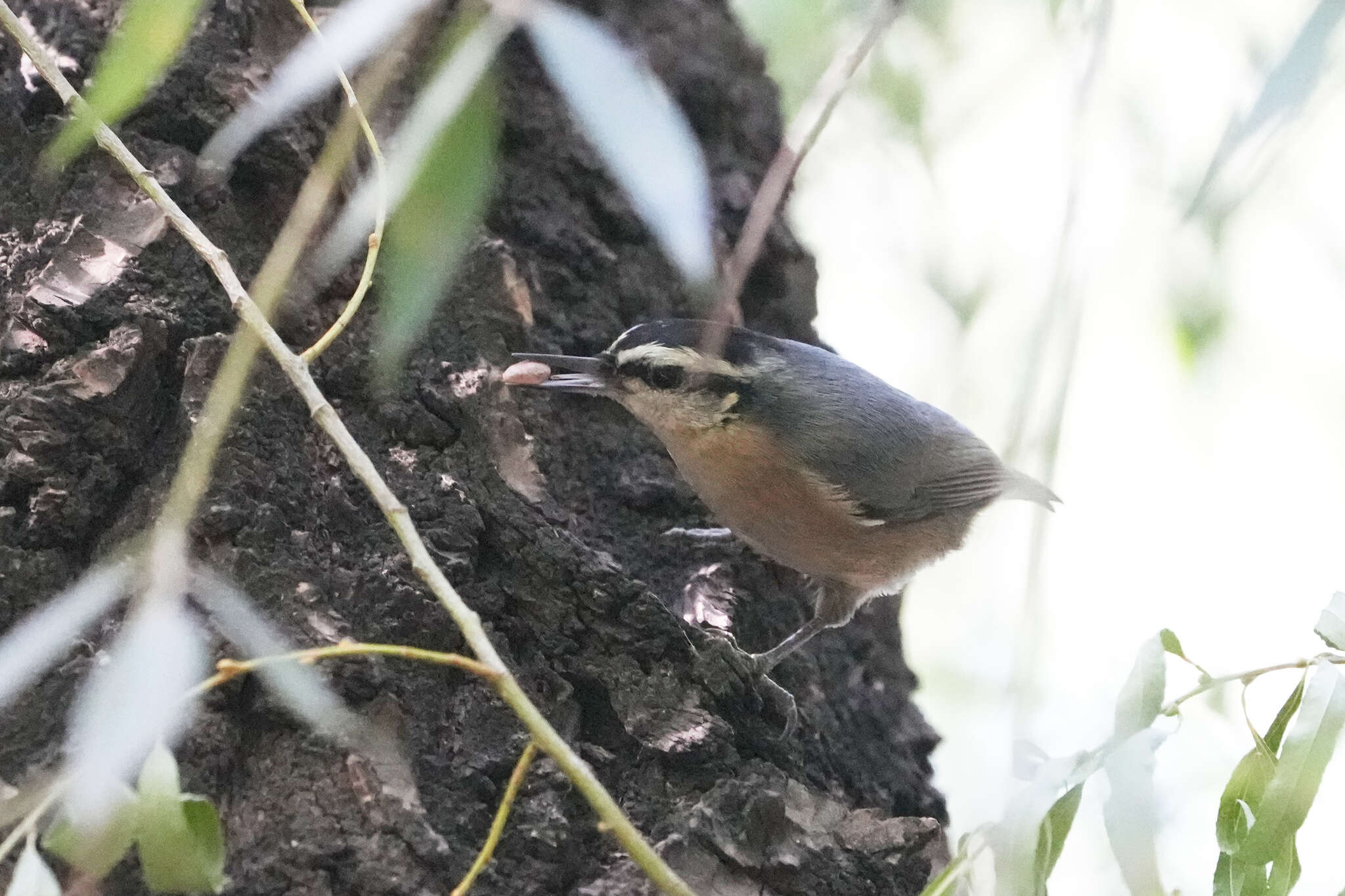 Image of Chinese Nuthatch