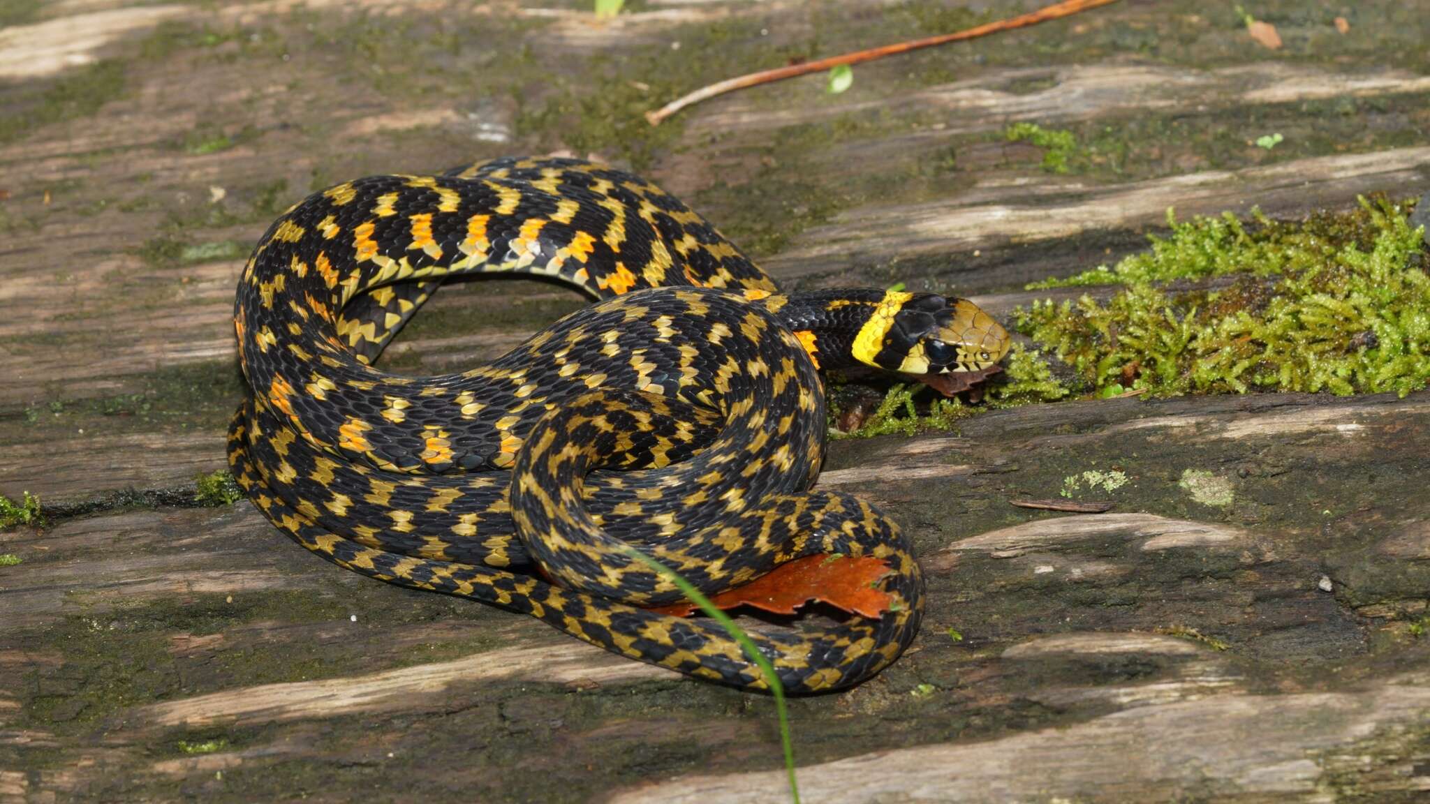 Image of Rhabdophis tigrinus formosanus (Maki 1931)