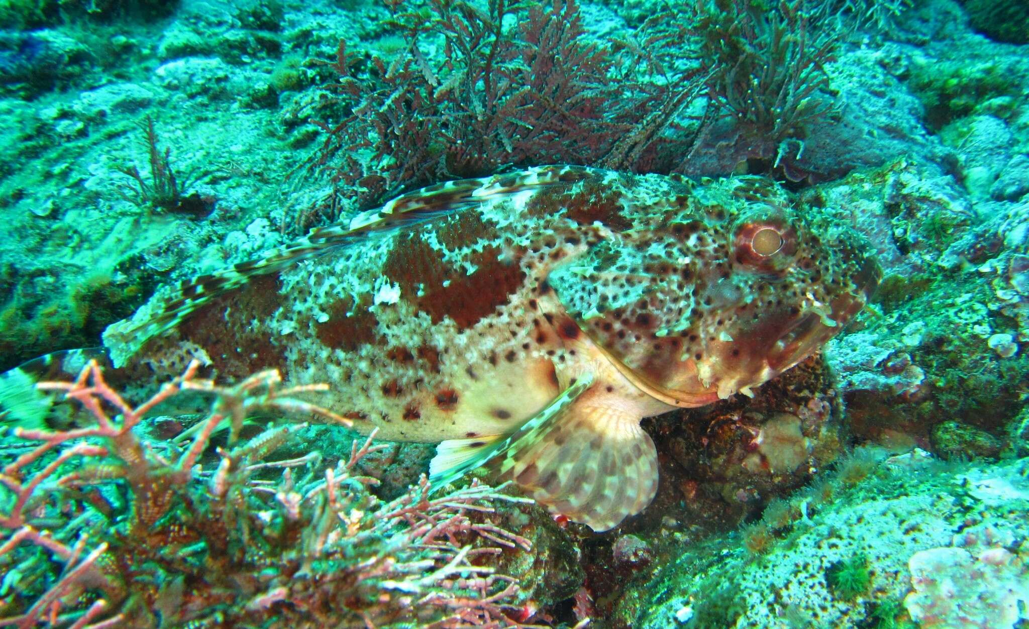 Image of California Scorpionfish