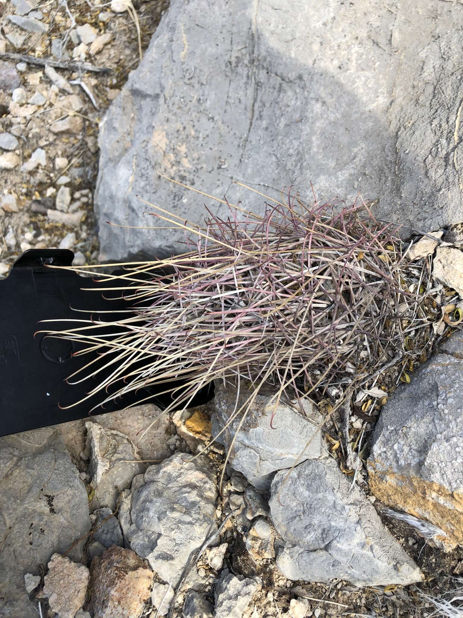 Image of Chihuahuan fishhook cactus