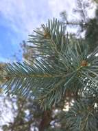 Image of corkbark fir