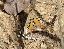 Image of Aloeides damarensis mashona Tite & Dickson 1973