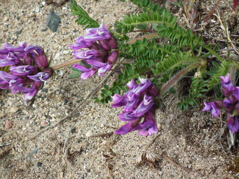 Image de <i>Oxytropis borealis</i> var. <i>hudsonica</i>