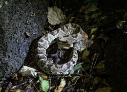 Image of Central American Rattlesnake