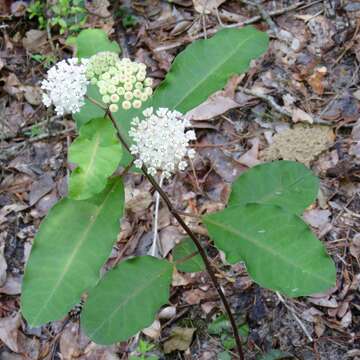 Image of redring milkweed