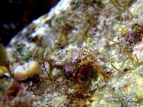 Image of rocky-shore hermit crab