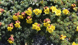 Image of Saxifraga ferdinandi-coburgi J. Kellerer & Sünd.