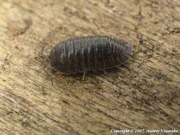 Image of Armadillidium pallasii Brandt 1833