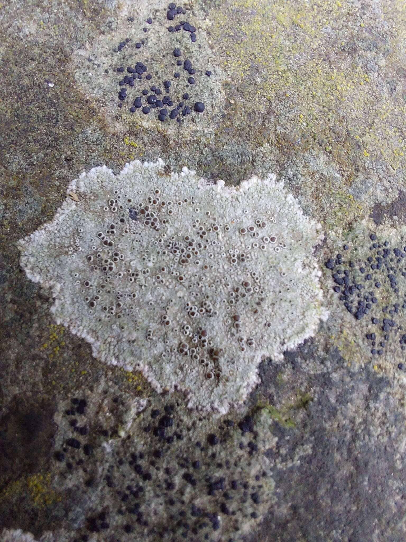 Image of rim lichen