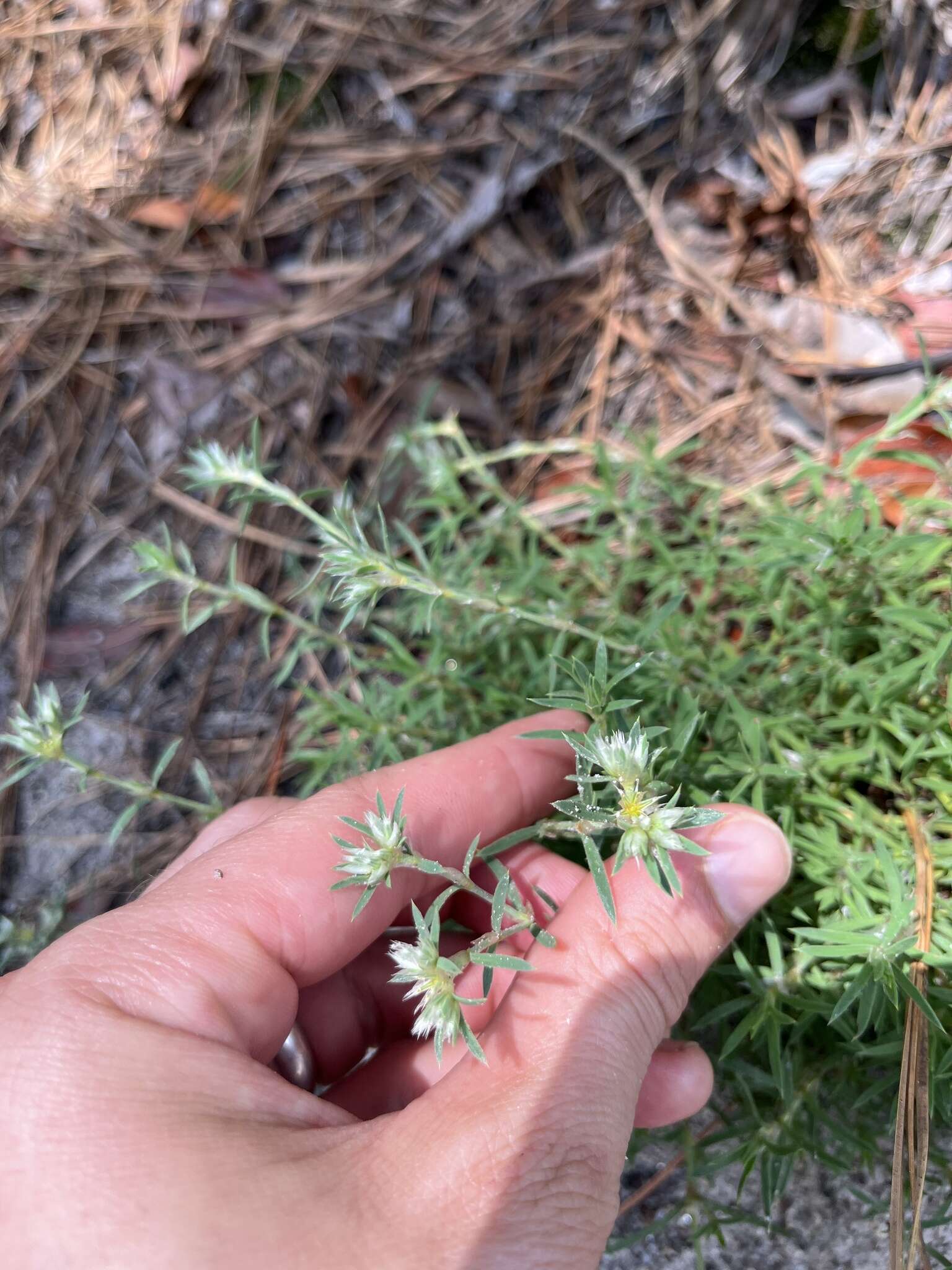 Image of silvery nailwort