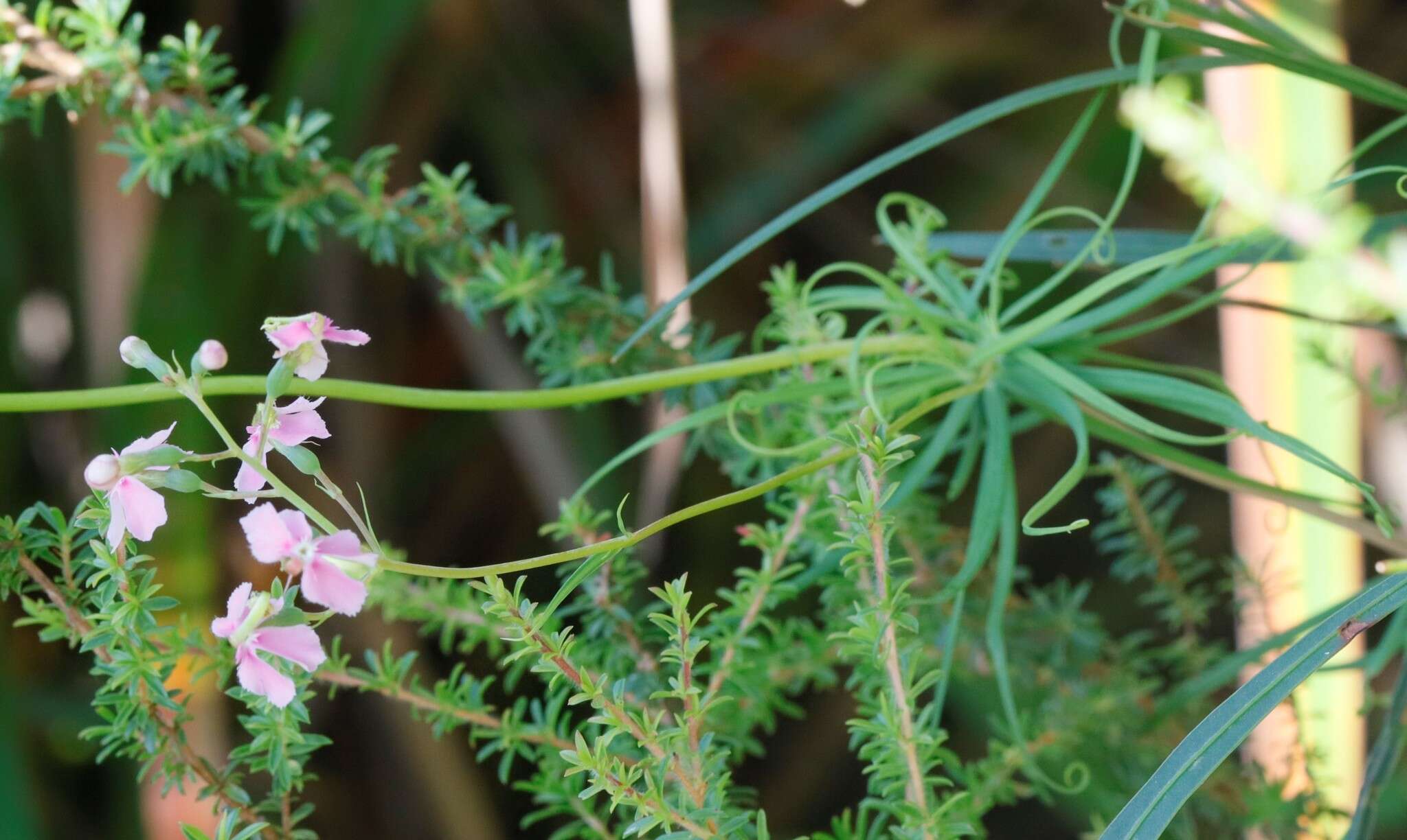 Image of Stylidium nymphaeum Wege