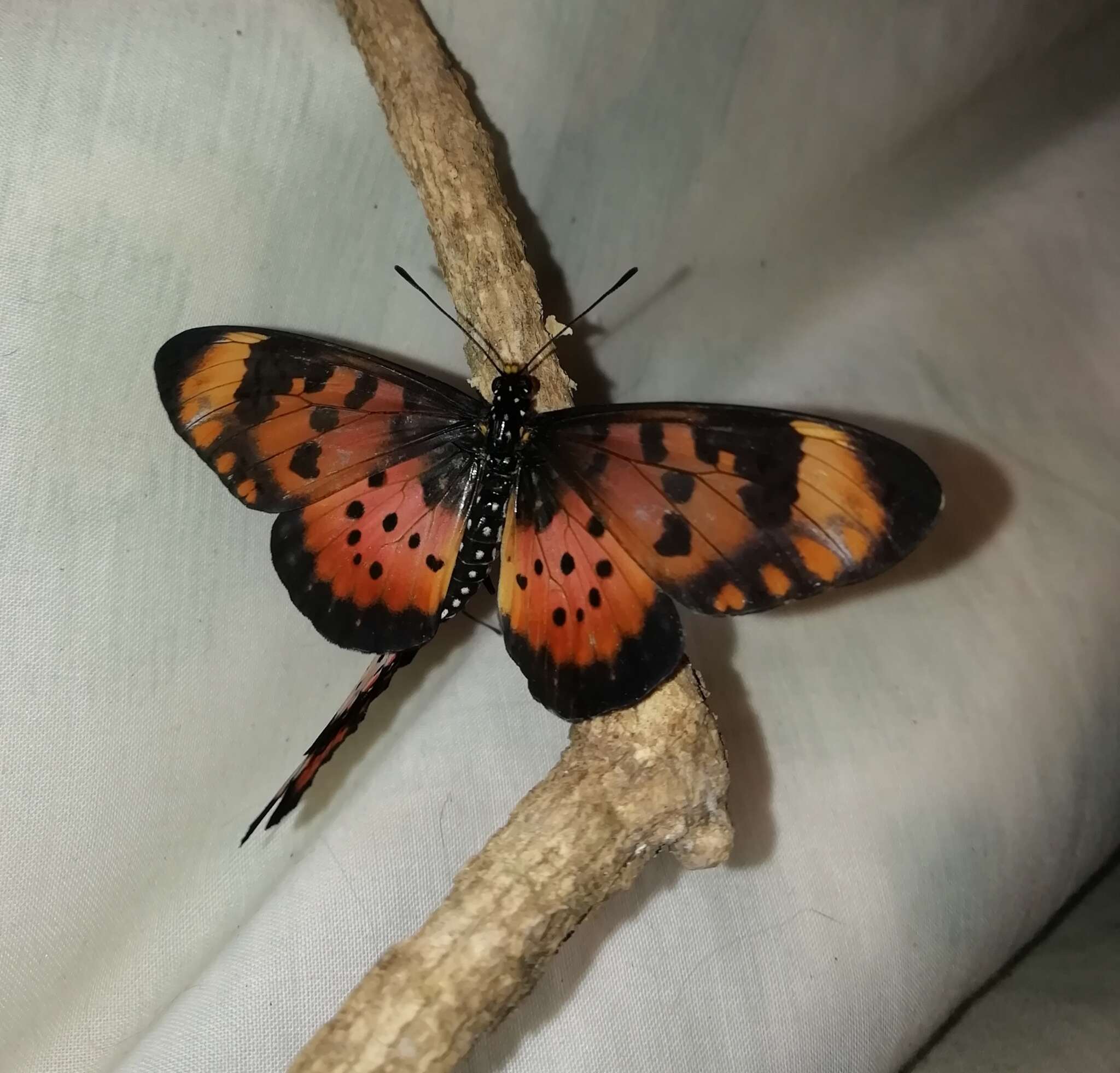 Image of <i>Acraea <i>acara</i></i> acara