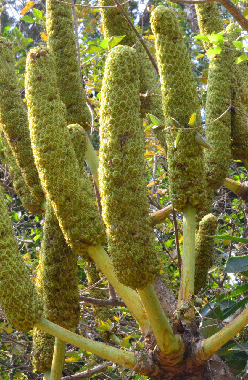 Image of Transvaal Cabbage Tree