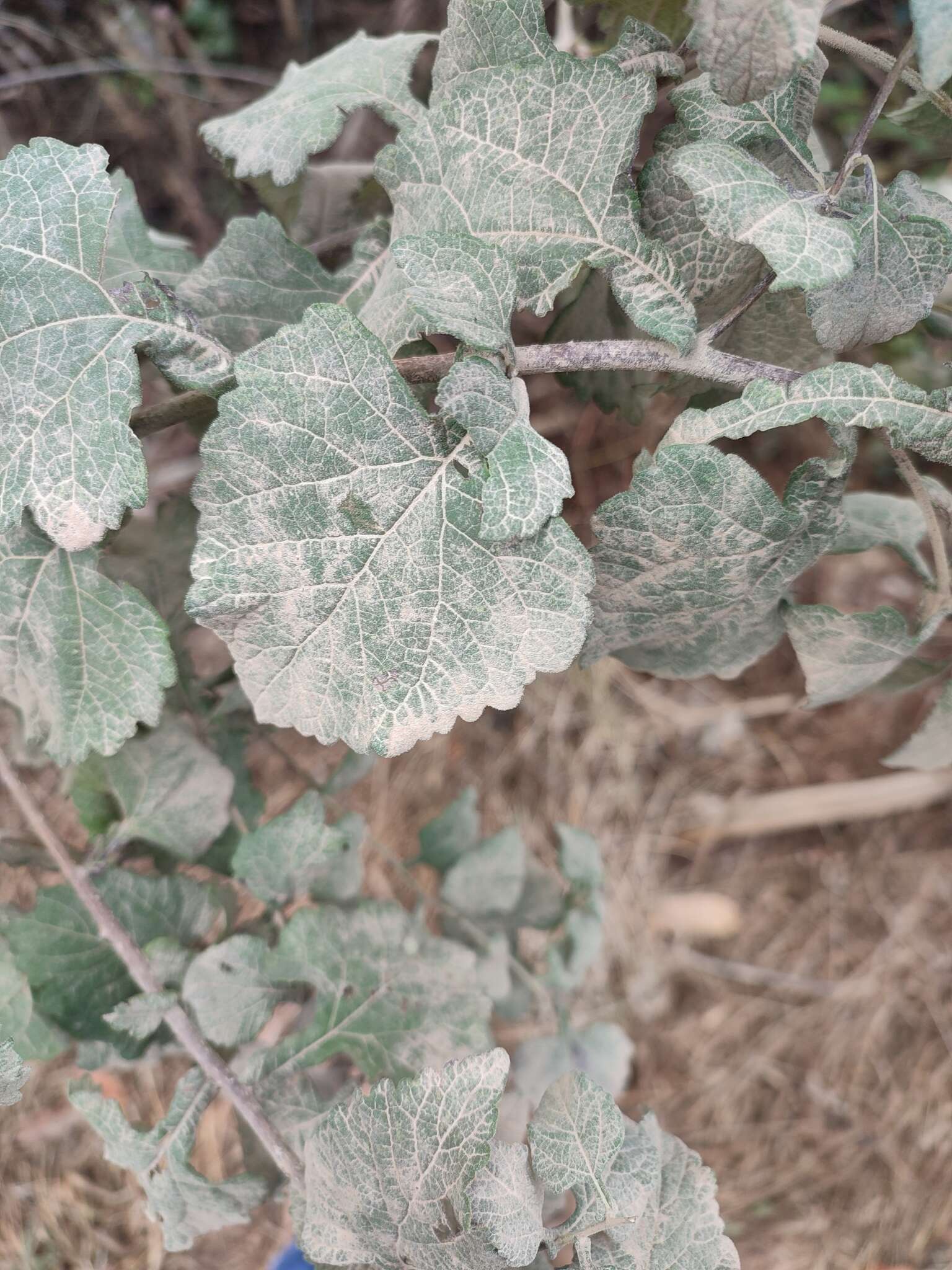 Image of Zaluzania montagnifolia (Sch. Bip.) Sch. Bip.