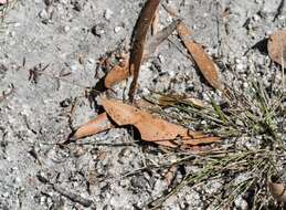 Image of Australian lovegrass