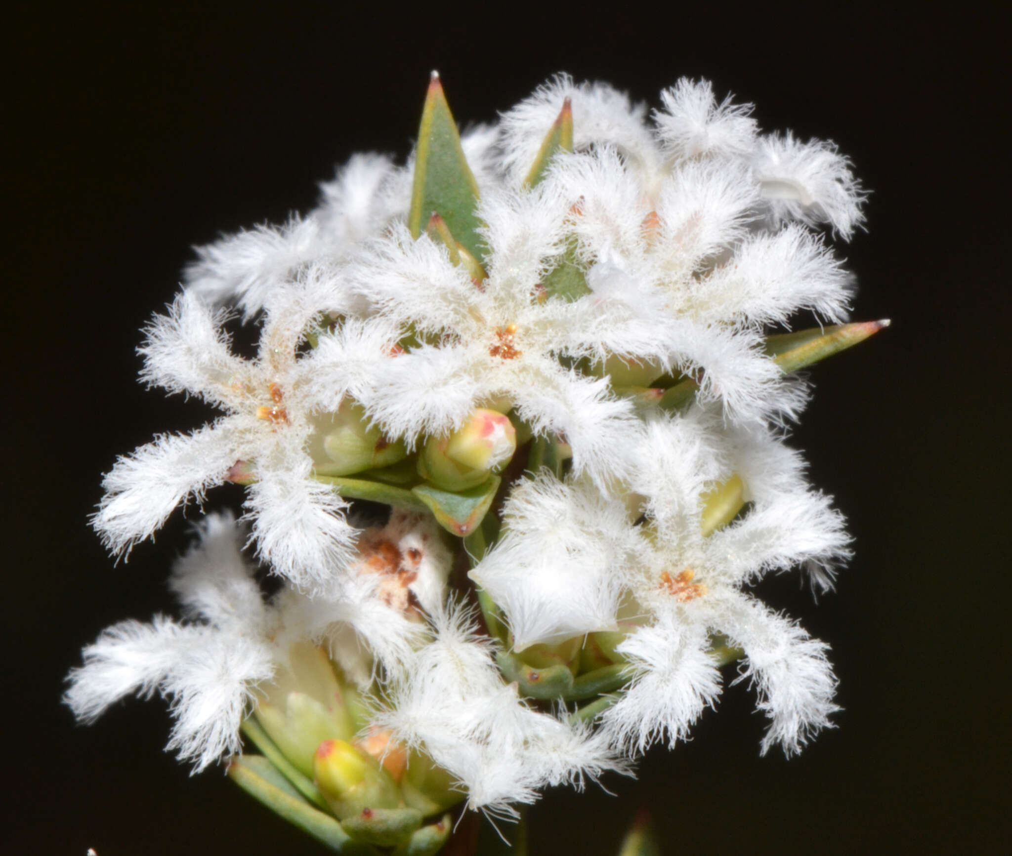 Image of Leucopogon oliganthus E. Pritz.