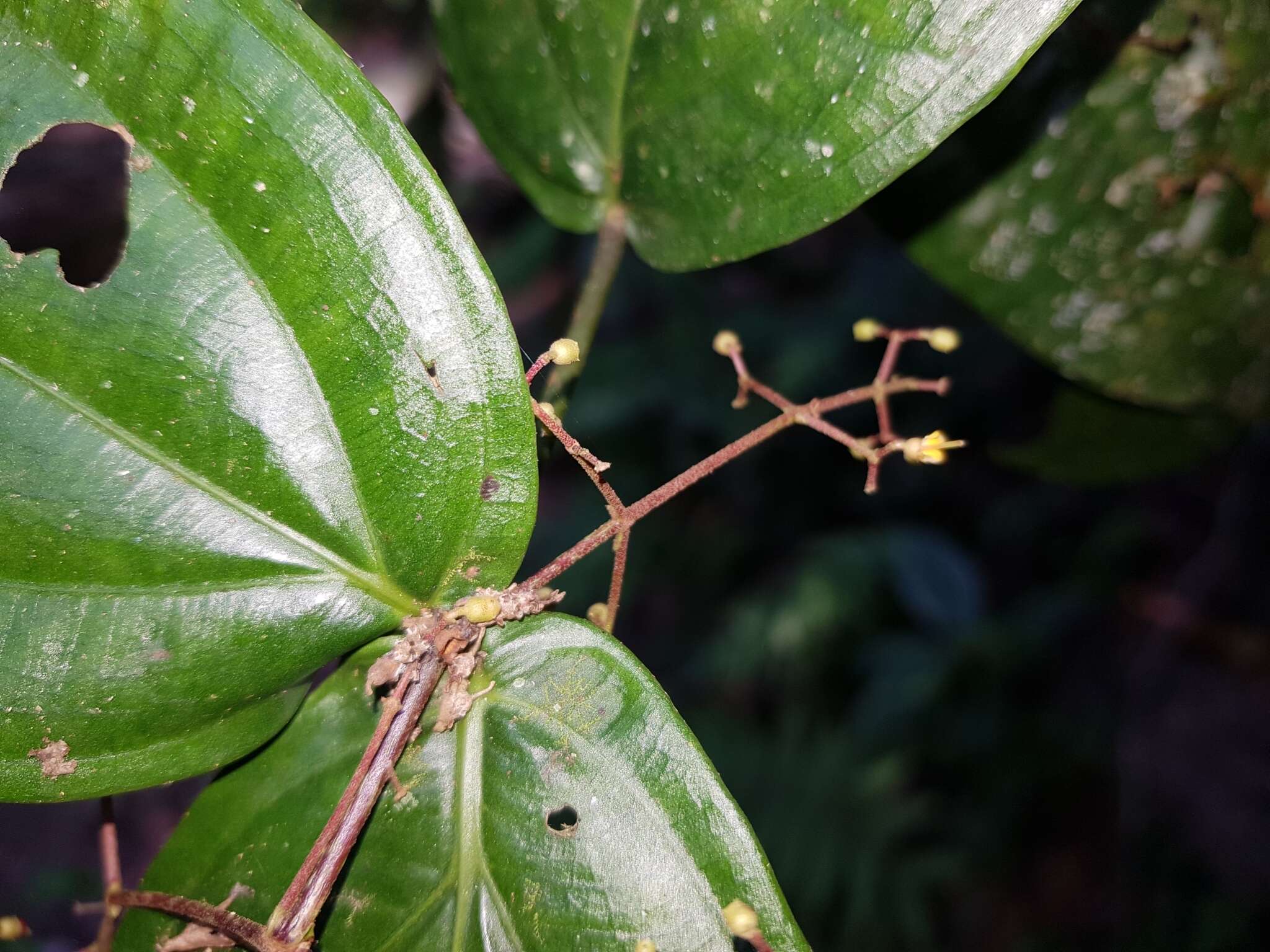 Image of Conostegia dissitiflora (Almeda) Kriebel