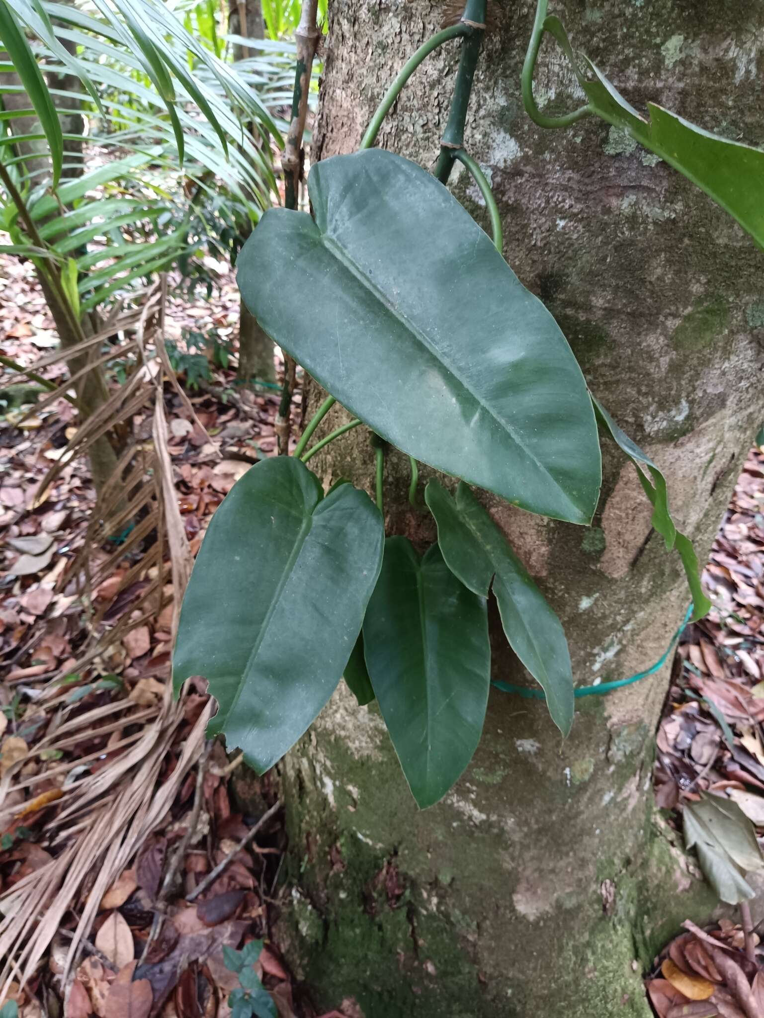 Philodendron consanguineum Schott的圖片