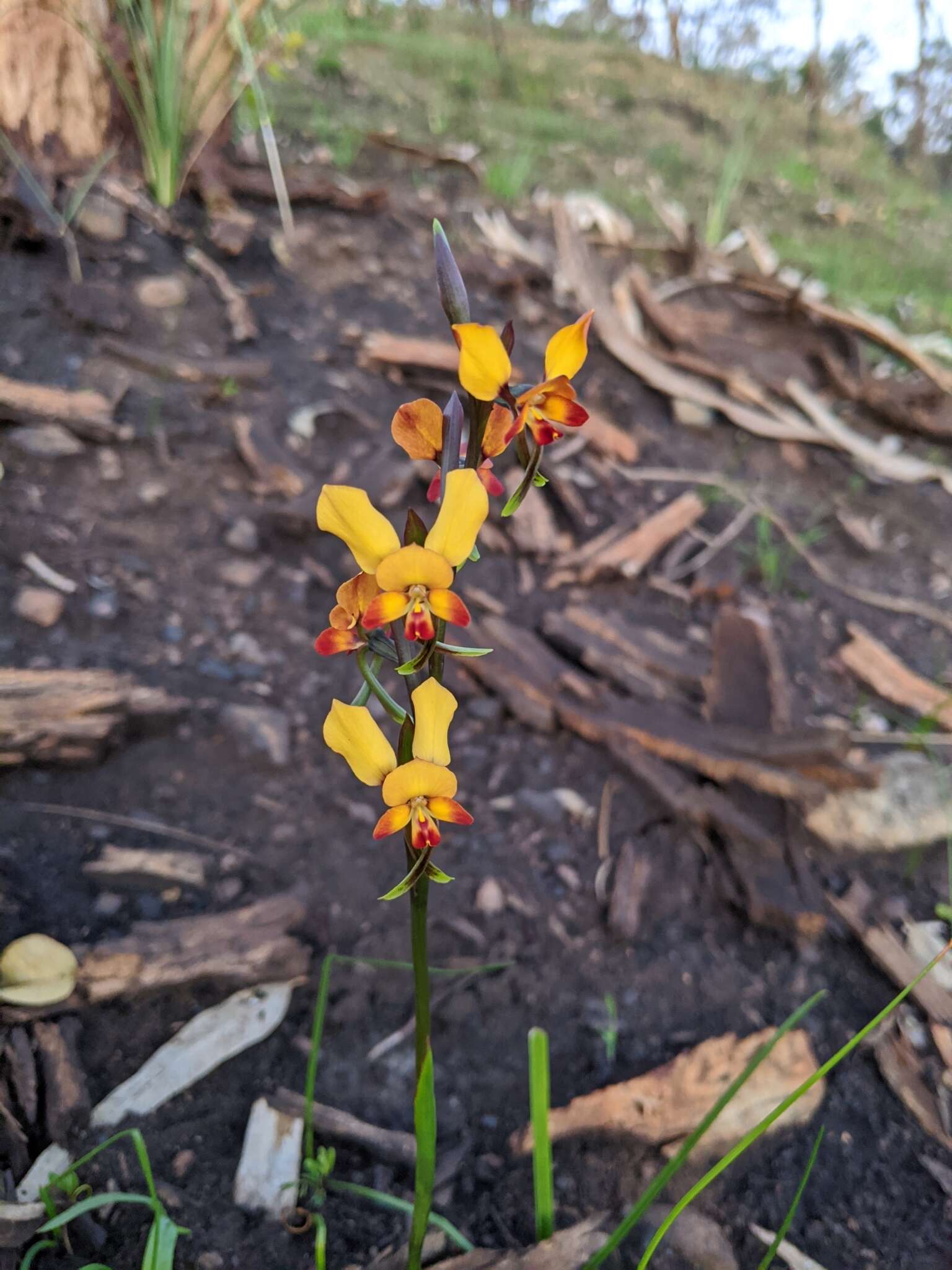 Image of Diuris brumalis D. L. Jones