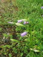 Image of Campanula sibirica subsp. elatior (Fomin) Fed.