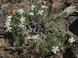 Image of carpet phlox