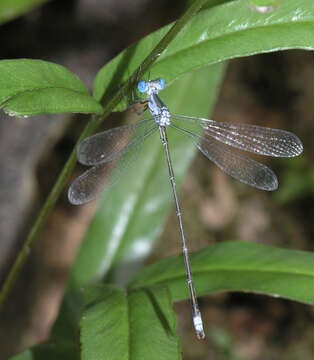 Imagem de Lestes elatus Hagen ex Selys 1862