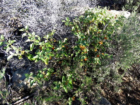 Image of Solanum tomentosum L.