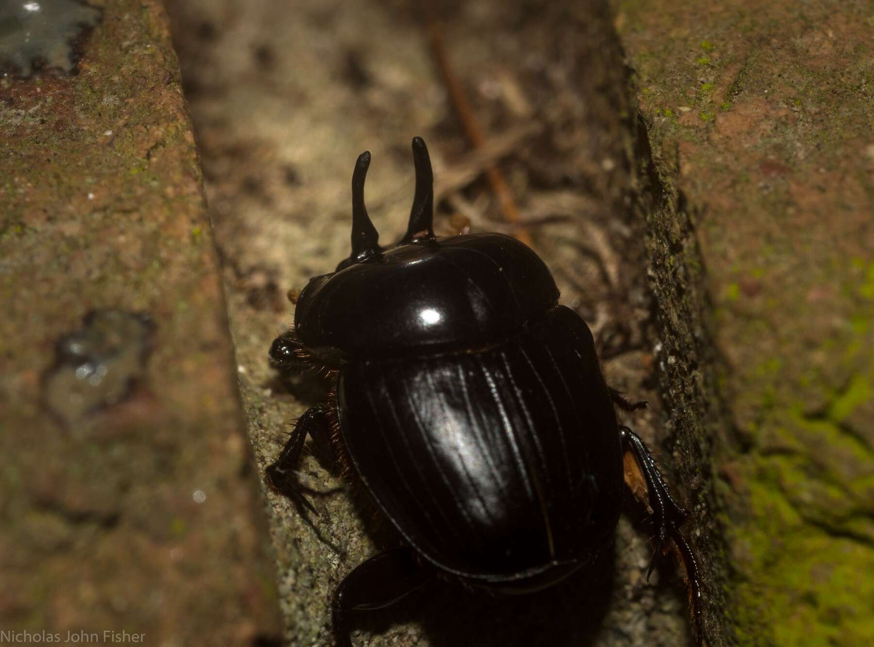 Image of Onthophagus neostenocerus Goidanich 1926