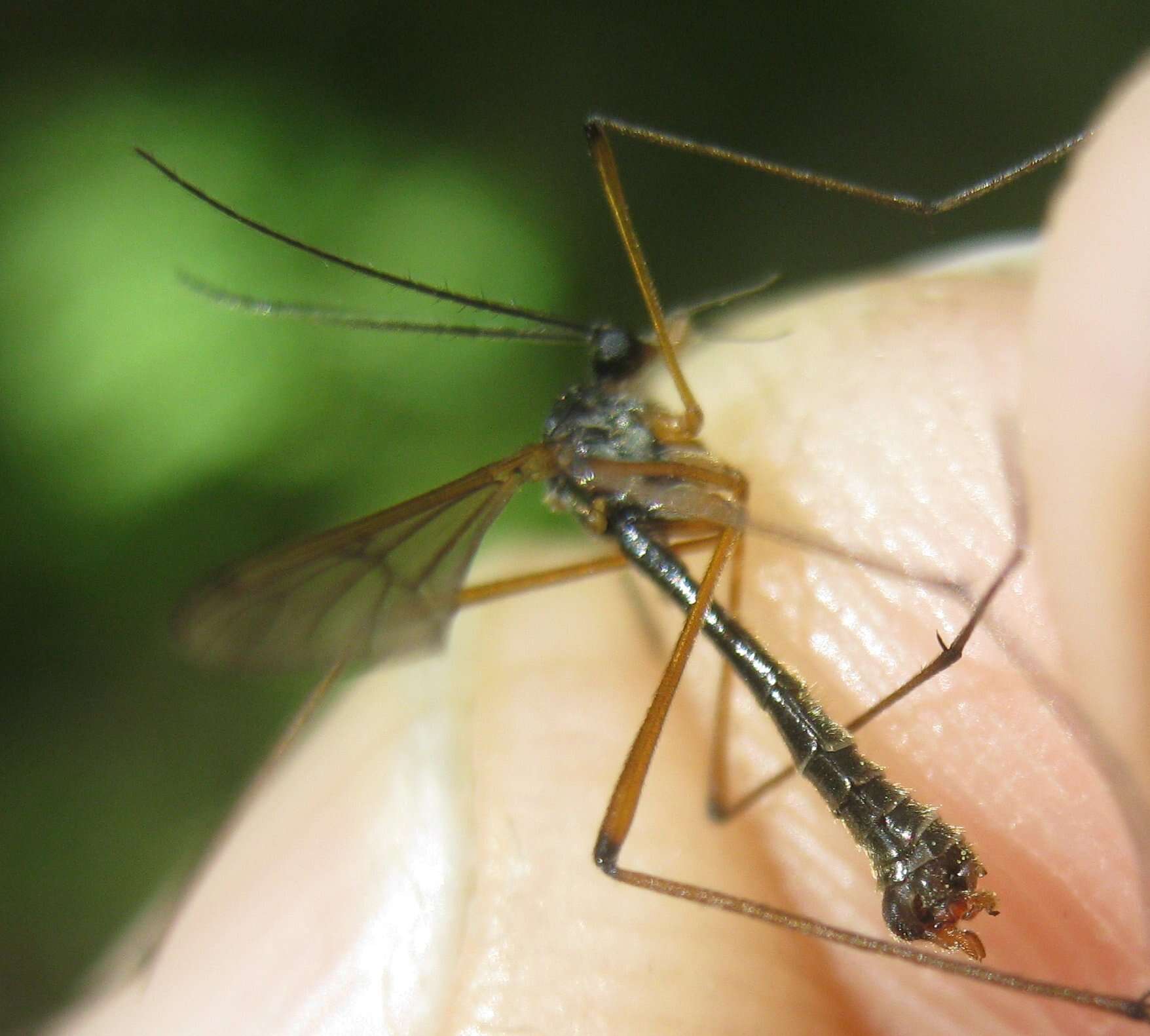 Image of Ptychoptera minuta Tonnoir 1919