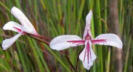 Image de Disa gladioliflora Burch. ex Lindl.