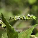 Image of Populus guzmanantlensis A. Vázquez & R. Cuevas