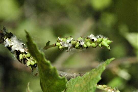 Image of Populus guzmanantlensis A. Vázquez & R. Cuevas