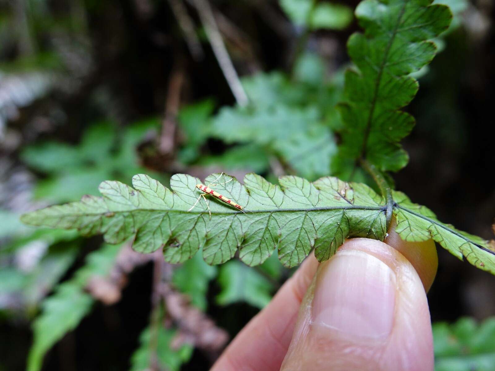 Image of Macarostola miniella (Felder & Rogenhofer 1875)