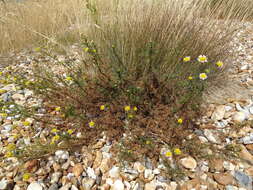Image of Tripleurospermum maritimum subsp. vinicaule P. D. Sell