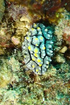 Image of Lumpy black grey orange slug