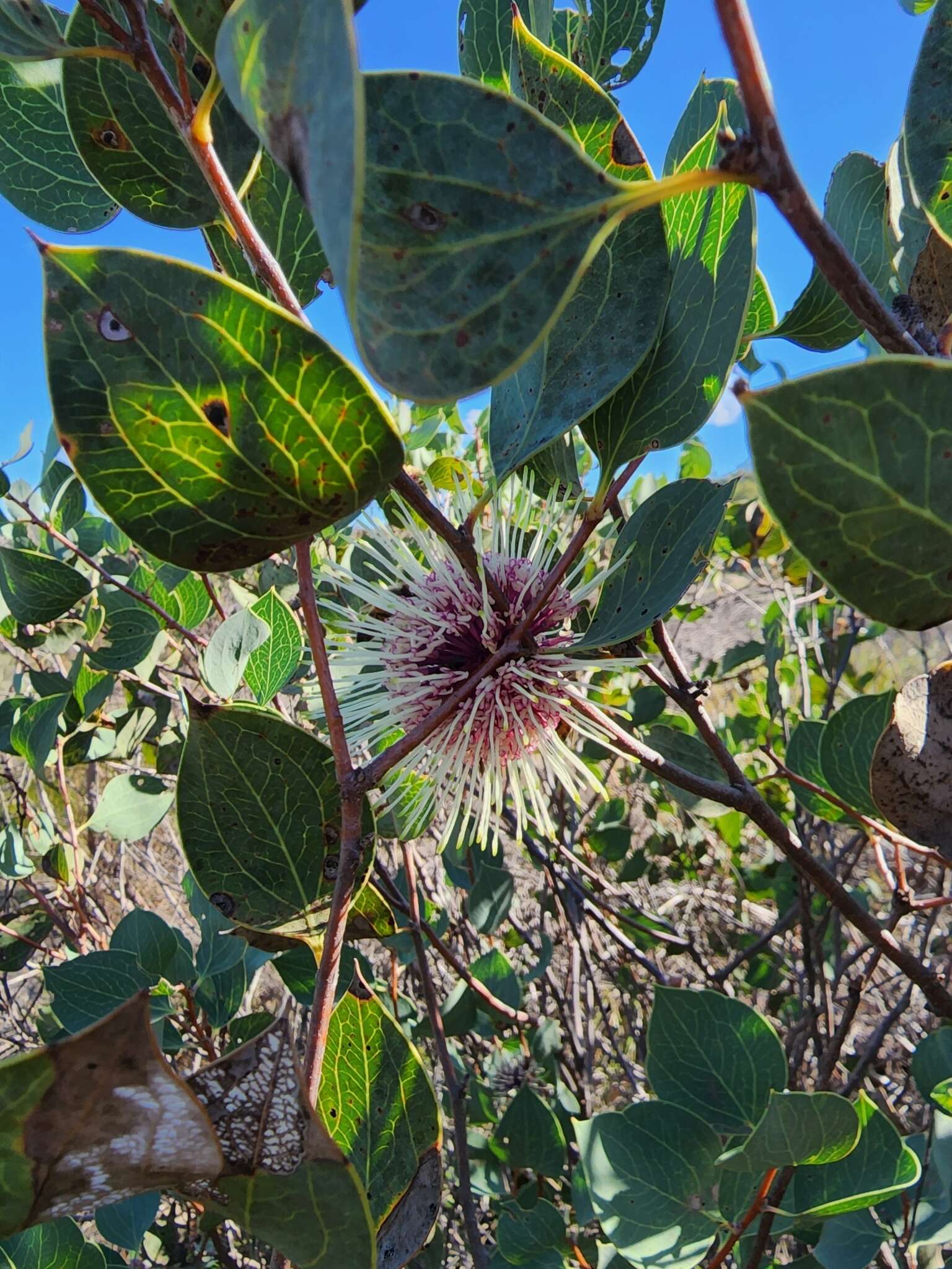 Image de Hakea petiolaris Meissn.