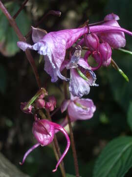 Image of Impatiens insignis DC.