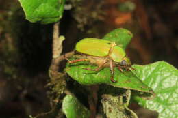 Image of Chrysina antonkozlovi Monzón 2017