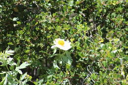 Image of Coulter's Matilija poppy