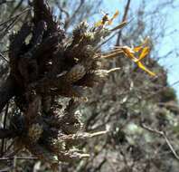 Image of Tillandsia bryoides Griseb. ex Baker