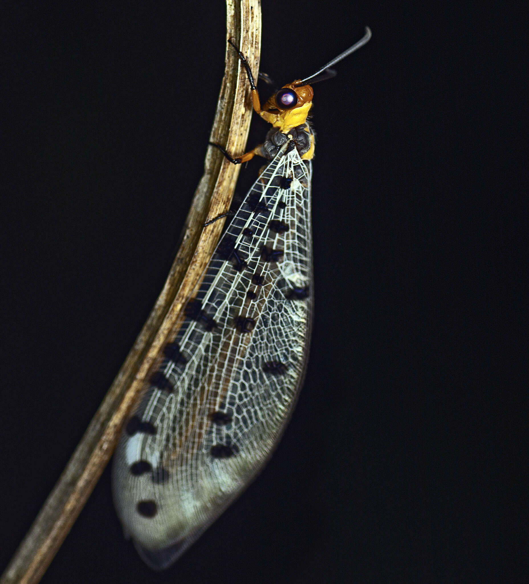 Image of Myrmeleon erythrocephalus Leach 1814