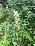 Image of Astilbe microphylla Knoll