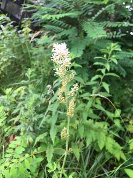 Image of Astilbe microphylla Knoll