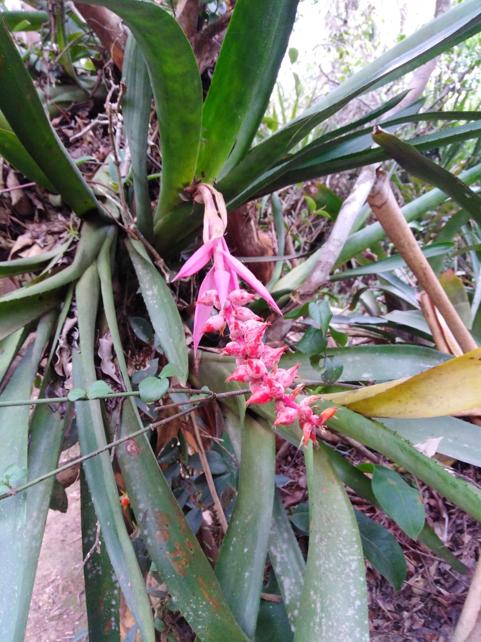 Imagem de Aechmea nudicaulis (L.) Griseb.