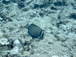 Image of Head-band Surgeonfish